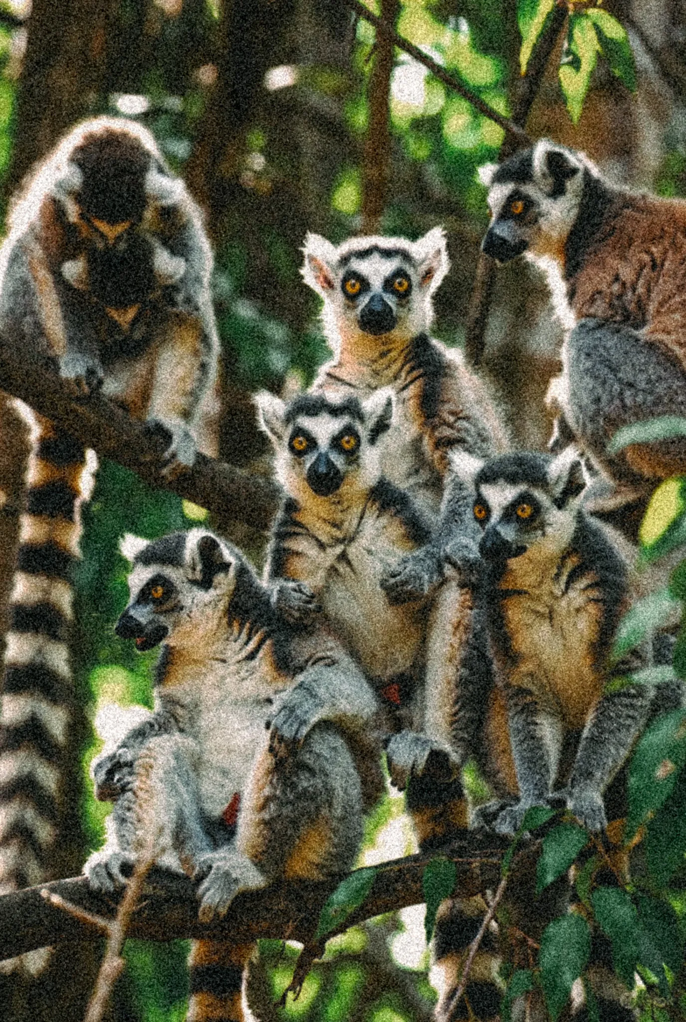 Andasibe-Mantadia National Park - Doğa